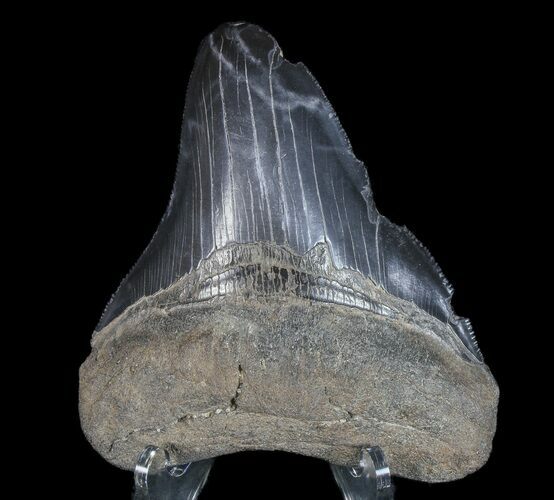 Serrated, Fossil Megalodon Tooth - Georgia #77531